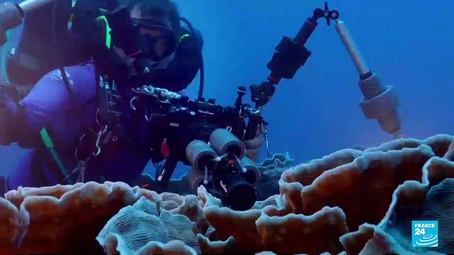 Un récif de coraux géants découvert au large de Tahiti