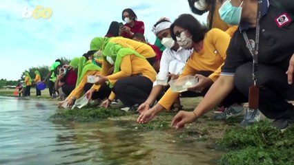 These Adorable Baby Sea Turtles Start a New Life