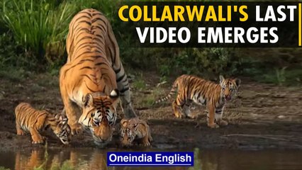 Collarwali tigress's last video surfaces after her demise | Watch | OneIndia News