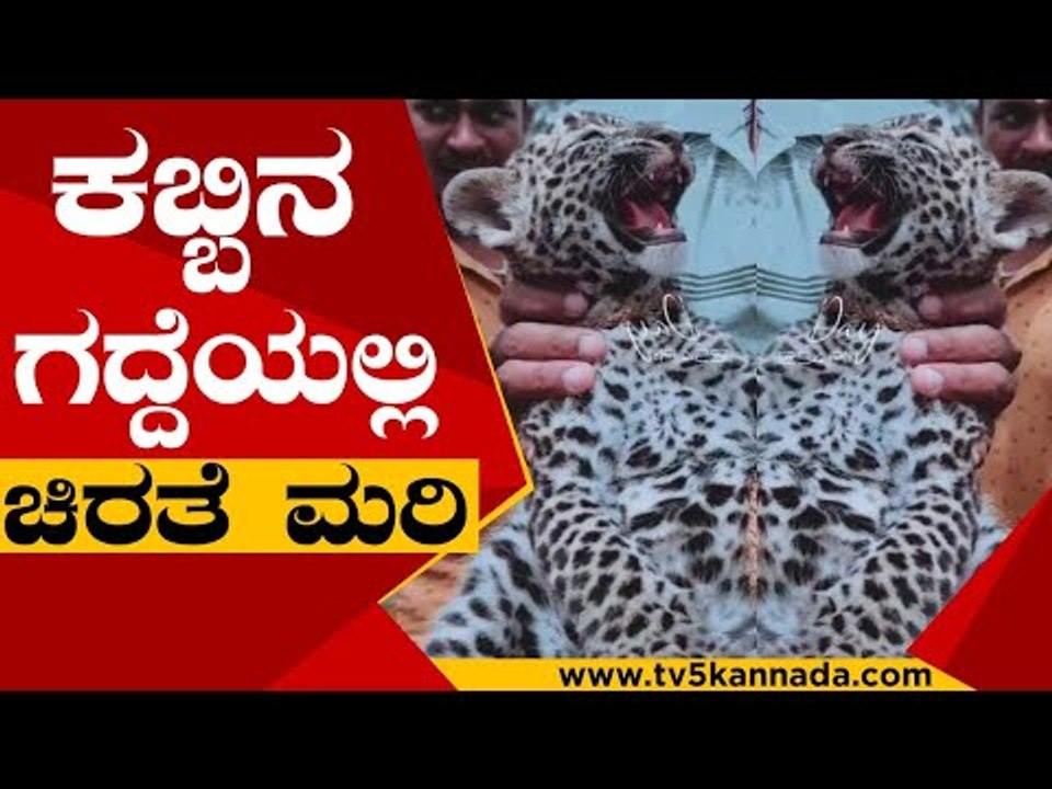 ಗ್ರಾಮಸ್ಥರಿಂದ ಚಿರತೆ ಮರಿಯ ರಕ್ಷಣೆ | Cheetah | Mysuru | Tv5 Kannada
