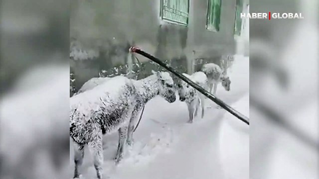 Siverek'te 4 eşeğin dondurucu soğukta dışarıda ölüme terk edildiği iddiası sosyal medyayı karıştırdı