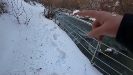 Yaralı ve donmak üzere olan güvercin fotoğrafçı sayesinde tedavi altına alındı