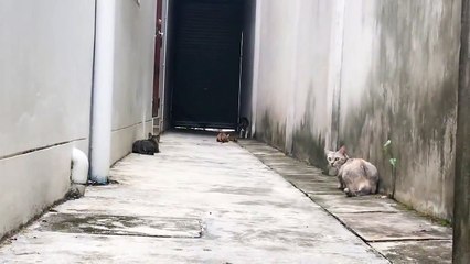 _Run_ Cats in Alley Viral Video.