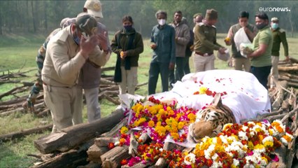 شاهد: الحزن يعمّ الهند بعد نفوق النمرة كولاروالي الملقبة "الأم الخارقة"