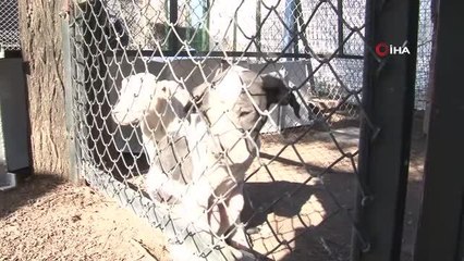 Hayvan barınakları tehlikeli ırklar ile doldu