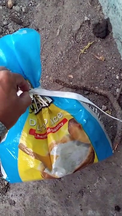 Cat Rescued From a Bag