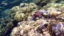 Divers Discover Rare, Healthy Coral Reef at Unexpected Depths