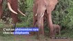 Au Kenya, rare naissance de jumeaux éléphants