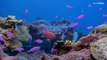 La barriera corallina di Tahiti, quasi intatta