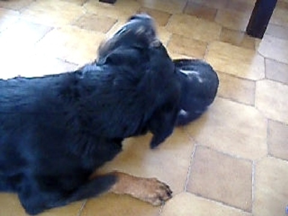 délire de chiens !!!!!!!!!!!!