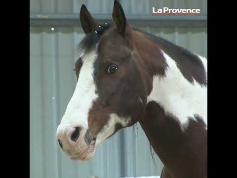 La 36e édition de Cheval Passion se poursuit sur Avignon