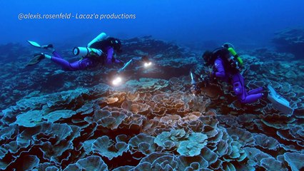 Taiti descobre recife com corais gigantes