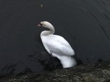 Swan rescued from Nottinghamshire lake