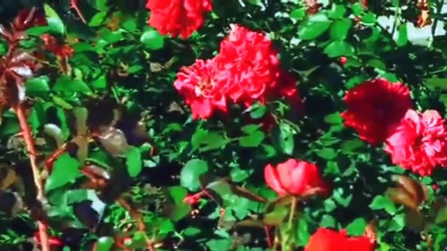 Relaxing Music, Happy Music, Sleeping Music, Relax Music, Study Music, Calm, Stress Relief Music,