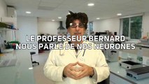 Le professeur BERNARD nous parle des neurones