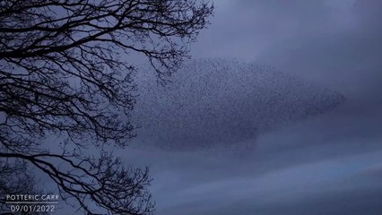 Amazing starling murmuration in Doncaster