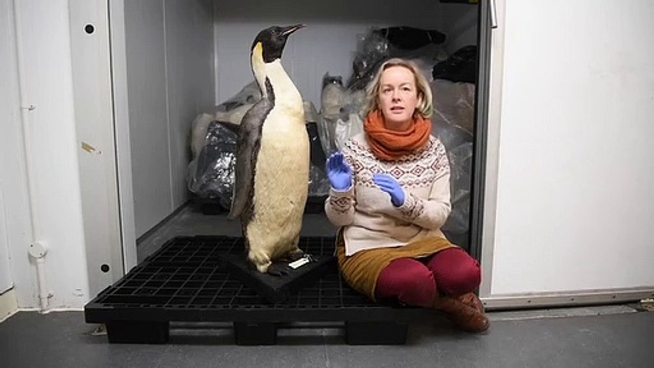 Penguin At Leeds Discovery Centre