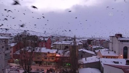 Kuşların gökyüzündeki dansı