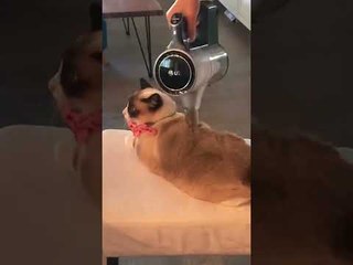 Kitty Relaxes as Her Human Vacuums Her Hair