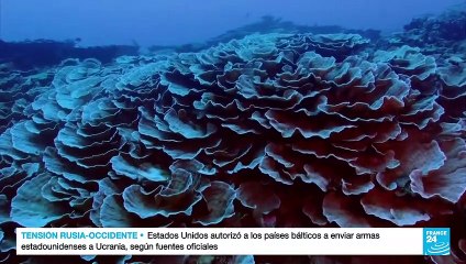 Científicos de Tahití descubren arrecife virgen y a salvo del cambio climático