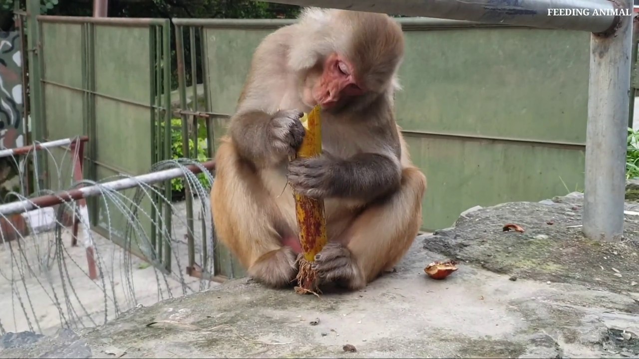 Monkey eat sugar can __ feeding sugar can to the wild hungry monkey __ monkey lo_Full-HD