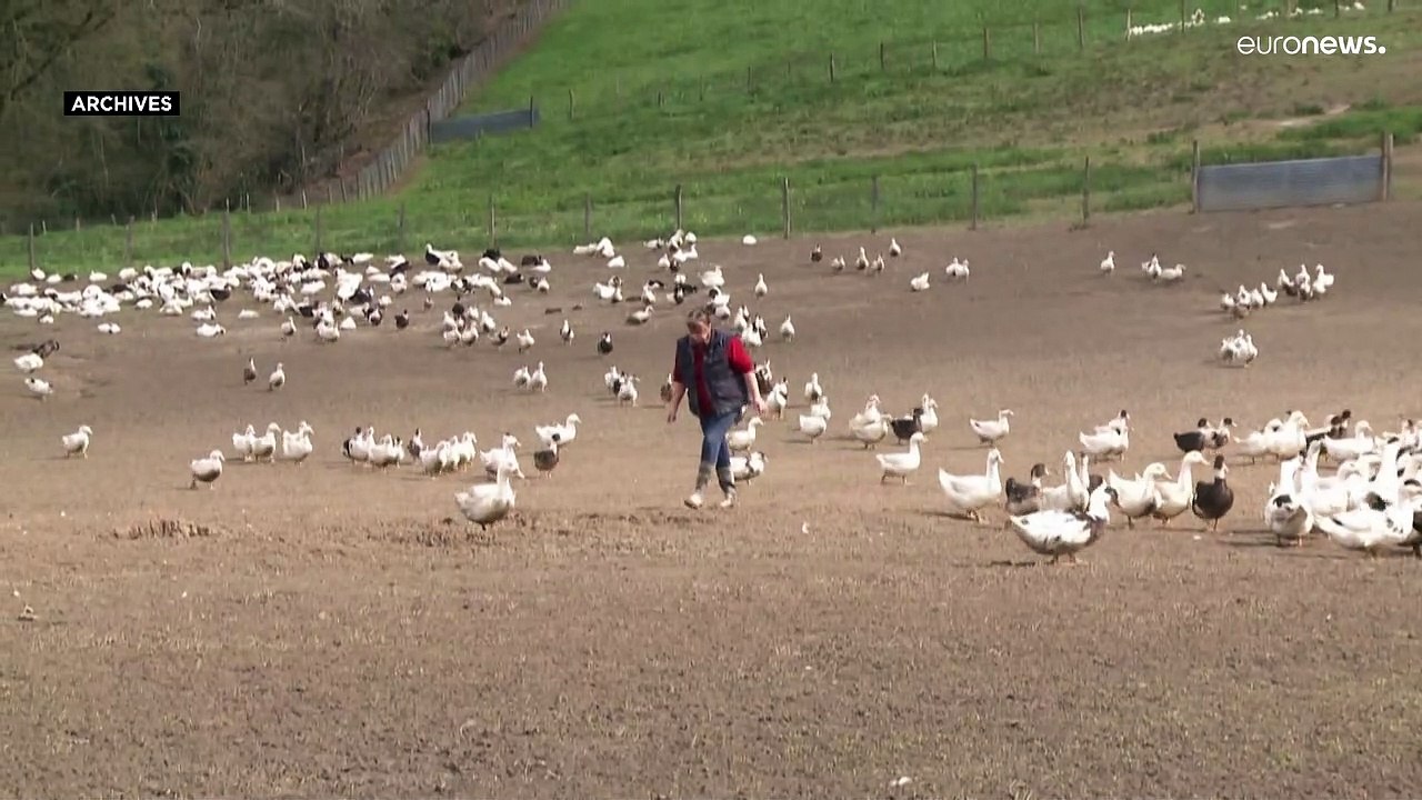 La France entend faire abattre plus d'un million de volailles pour endiguer la grippe aviaire