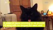 This Cat Does a Very Weird Thing When He Hears His Favorite Song