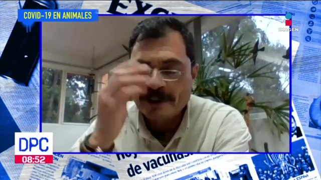 Zoológicos del mundo registran casos de Covid-19 en animales