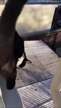 Quand ton chat traverse le toit... oups