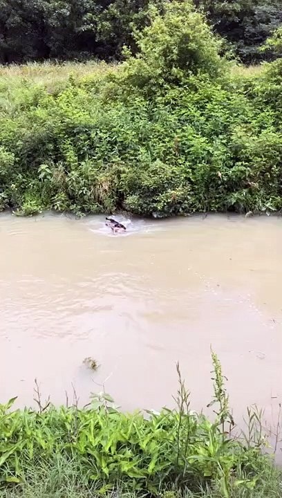 Un chien sauve un faon de la noyade !