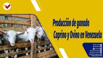 Punto de Encuentro | Incremento de la producción de ganado Caprino y Ovino en Venezuela