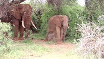 Kenya'da bir fil, eşine az rastlanır şekilde ikiz doğurdu