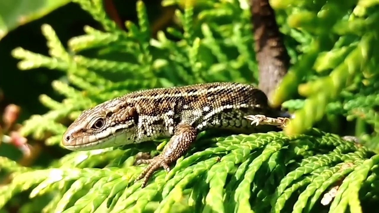 Gecko Sound