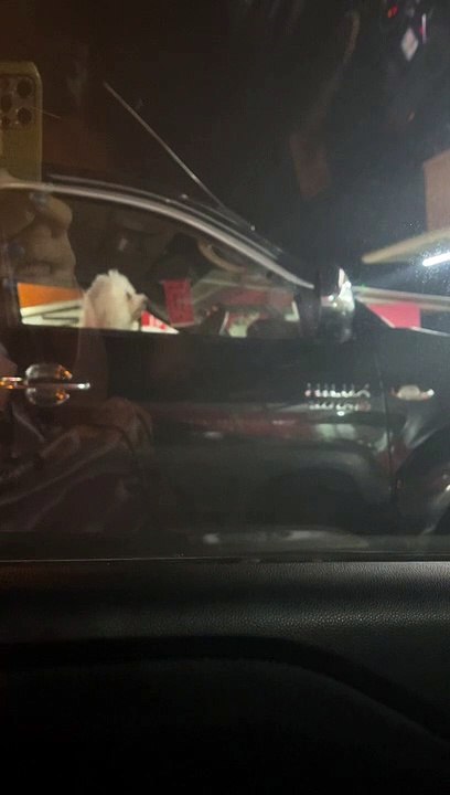 Talking to a Dog in a Parked Truck