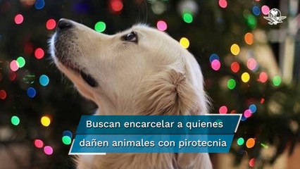 Proponen hasta 6 años de cárcel a quien mate animales con métodos explosivos
