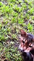 Bengal Cat Argues with his Hooman