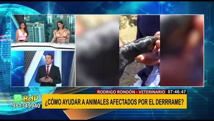 Rondón sobre animales afectados por derrame de petróleo: "Recién estamos viendo el inicio del problema"