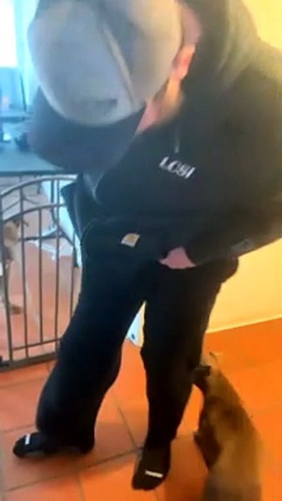 Puppy Crawls into Owners Pants Falls Out the Pant Leg