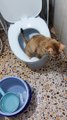 Conscious Cat Uses Toilet