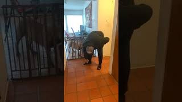 Puppy Crawls into Owners Pants Falls Out the Pant Leg