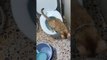 Conscious Cat Uses Toilet