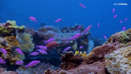 Zu gesund, um wahr zu sein? Riesiges Korallenriff vor Tahiti entdeckt