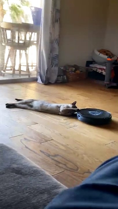 Siamese Cat Lets Roomba Drag Him Around