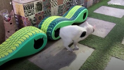 شاهد: ملاجئ من الإطارات التالفة لحماية القطط من برد الشتاء في مصر