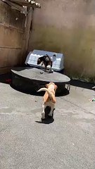 Synchronized Goofy Beagle Sisters Jump