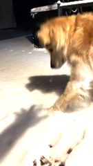 Golden Retriever Attacks Shadows in the Snow
