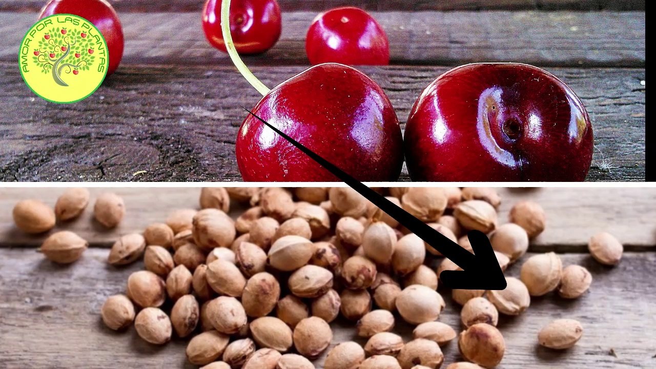 Como abrir semillas que son muy duras, cerezas o duraznos!!
