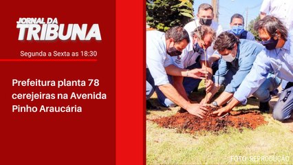 Prefeitura planta 78 cerejeiras na Avenida Pinho Araucária