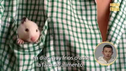 Menospreciados? Datos que no sabías de los ratones