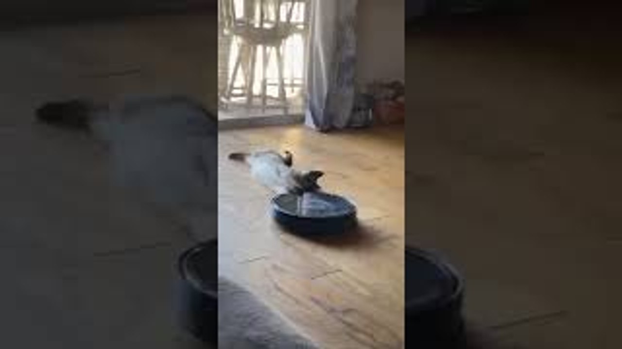 Siamese Cat Lets Roomba Drag Him Around